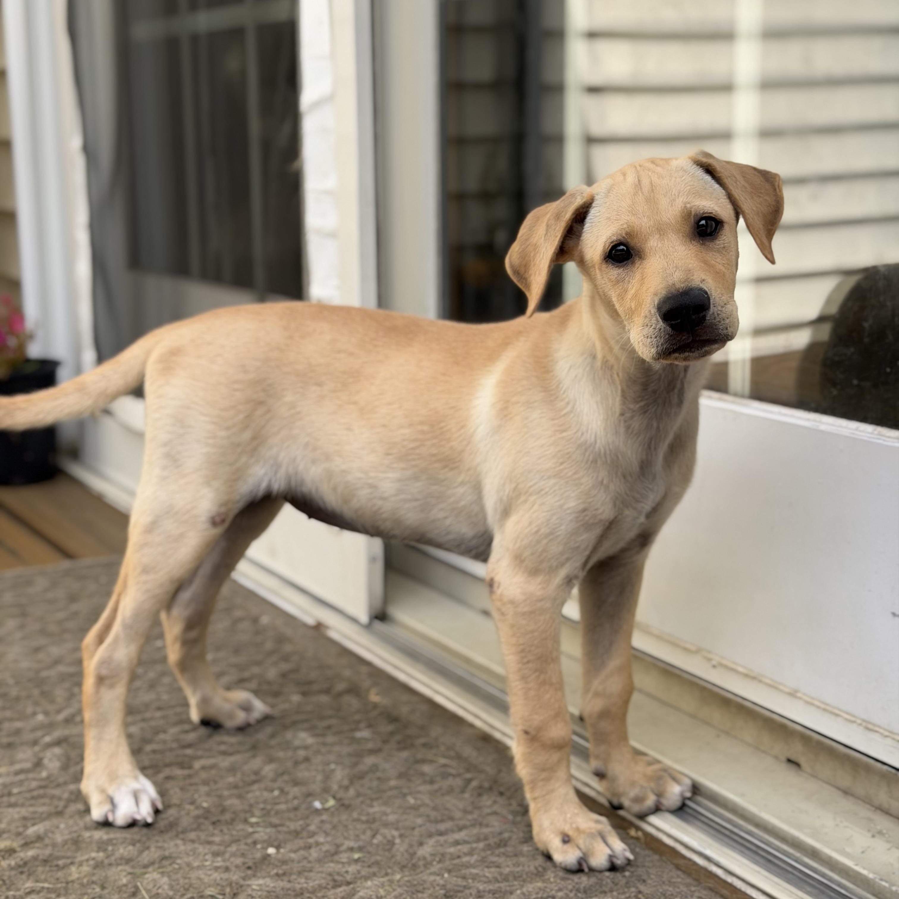 Lia, a ADOPTABLE mixed breed in Yaphank, NY image 3/6