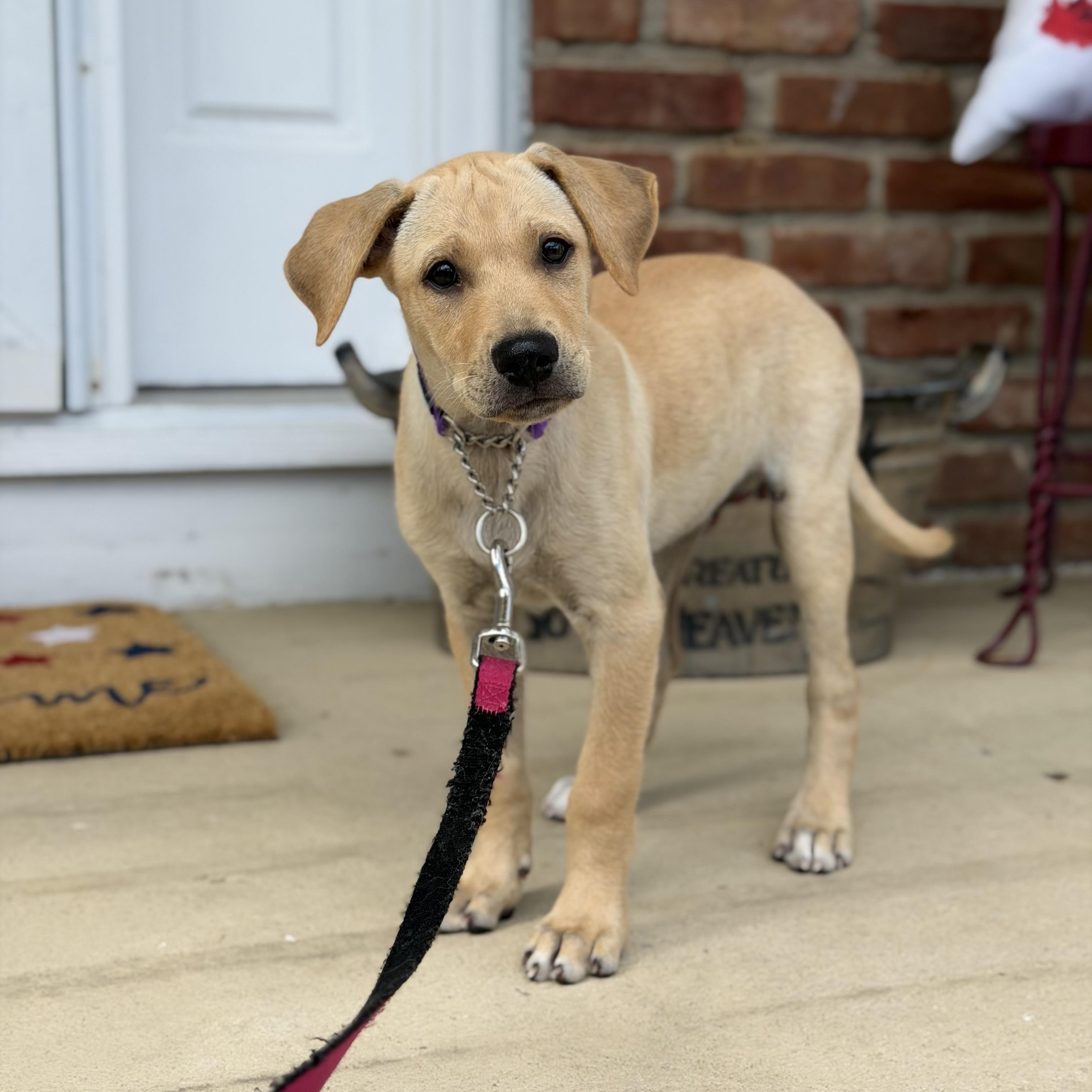 Lia, a ADOPTABLE mixed breed in Yaphank, NY image 6/6