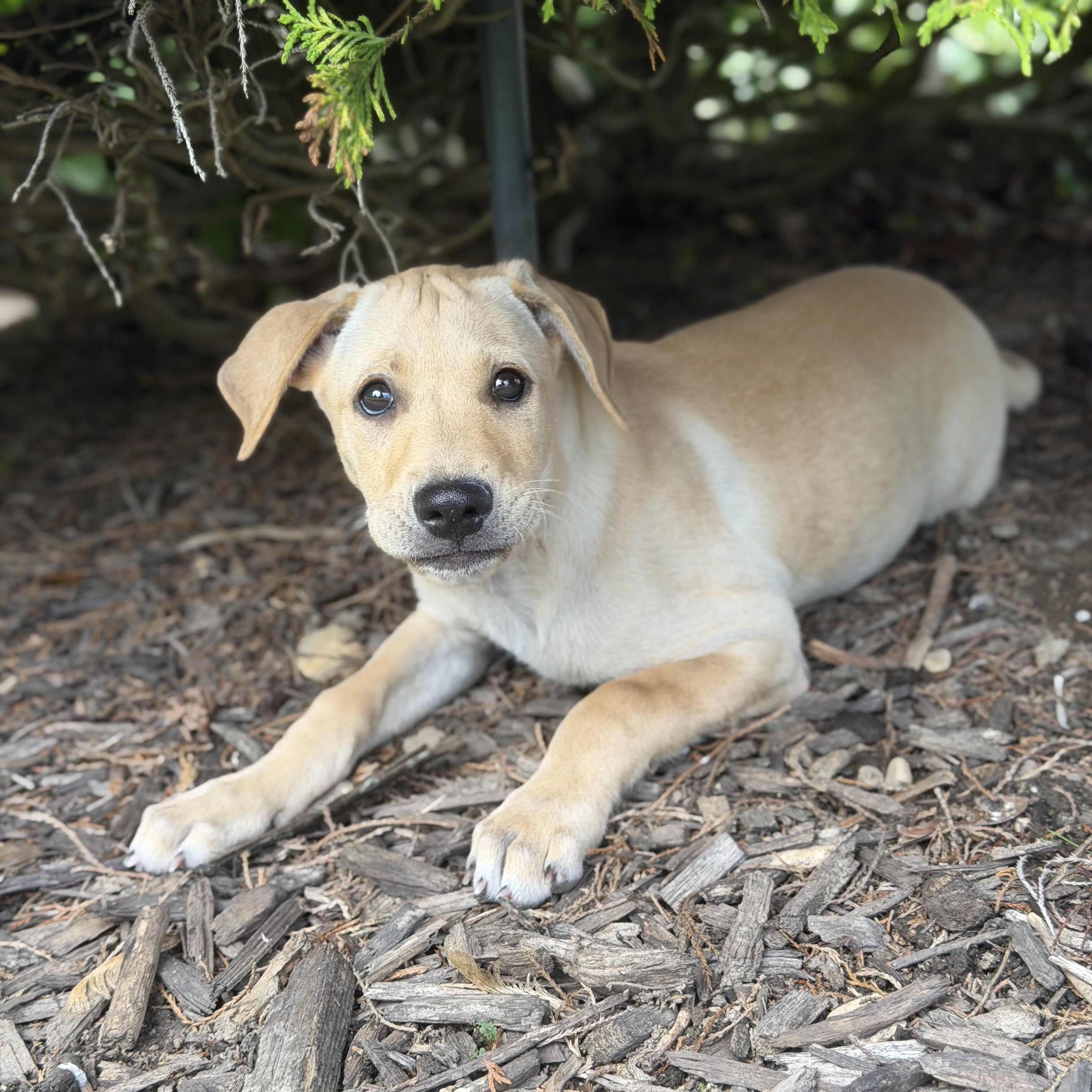 Lia, a ADOPTABLE mixed breed in Yaphank, NY image 2/6