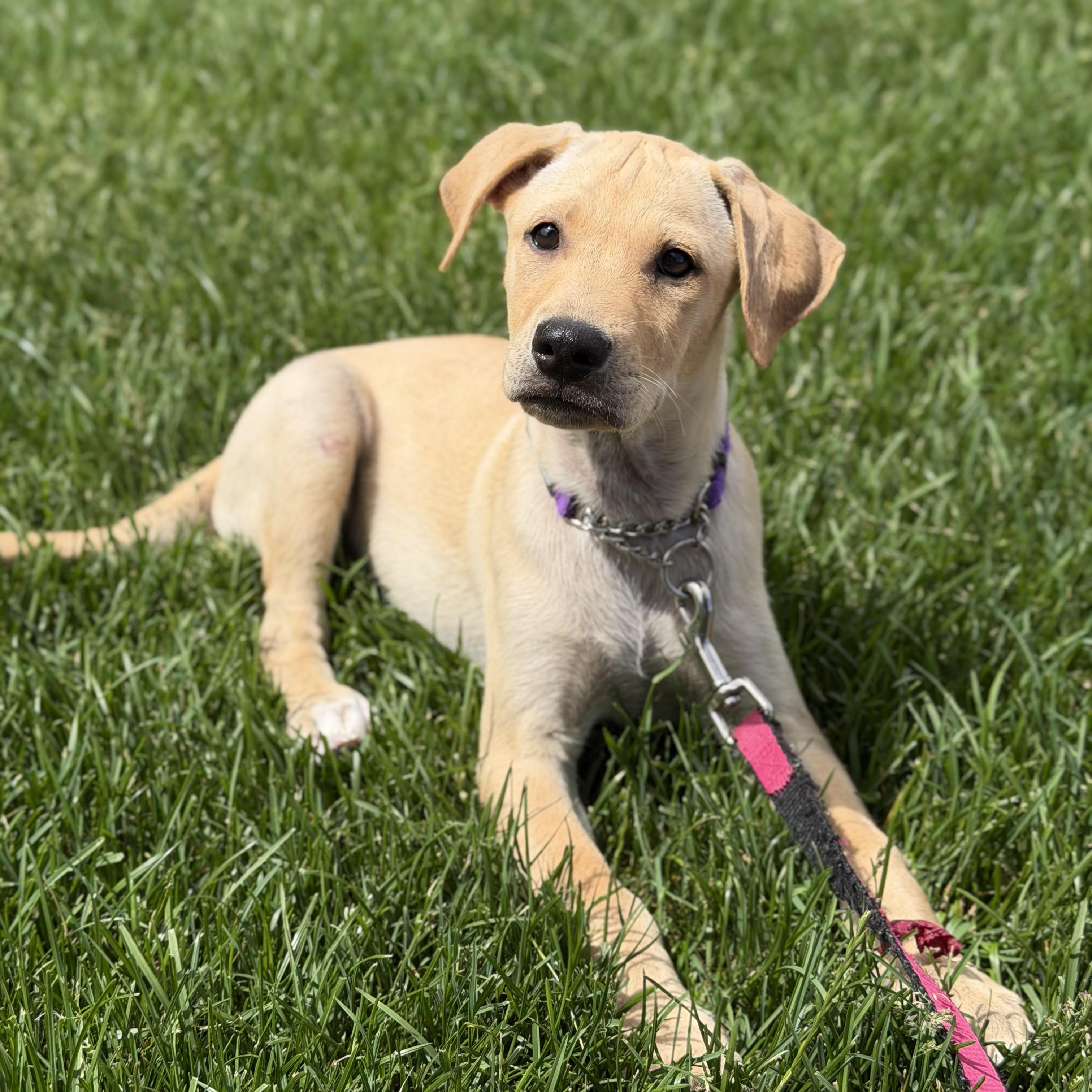 Lia, a ADOPTABLE mixed breed in Yaphank, NY image 4/6