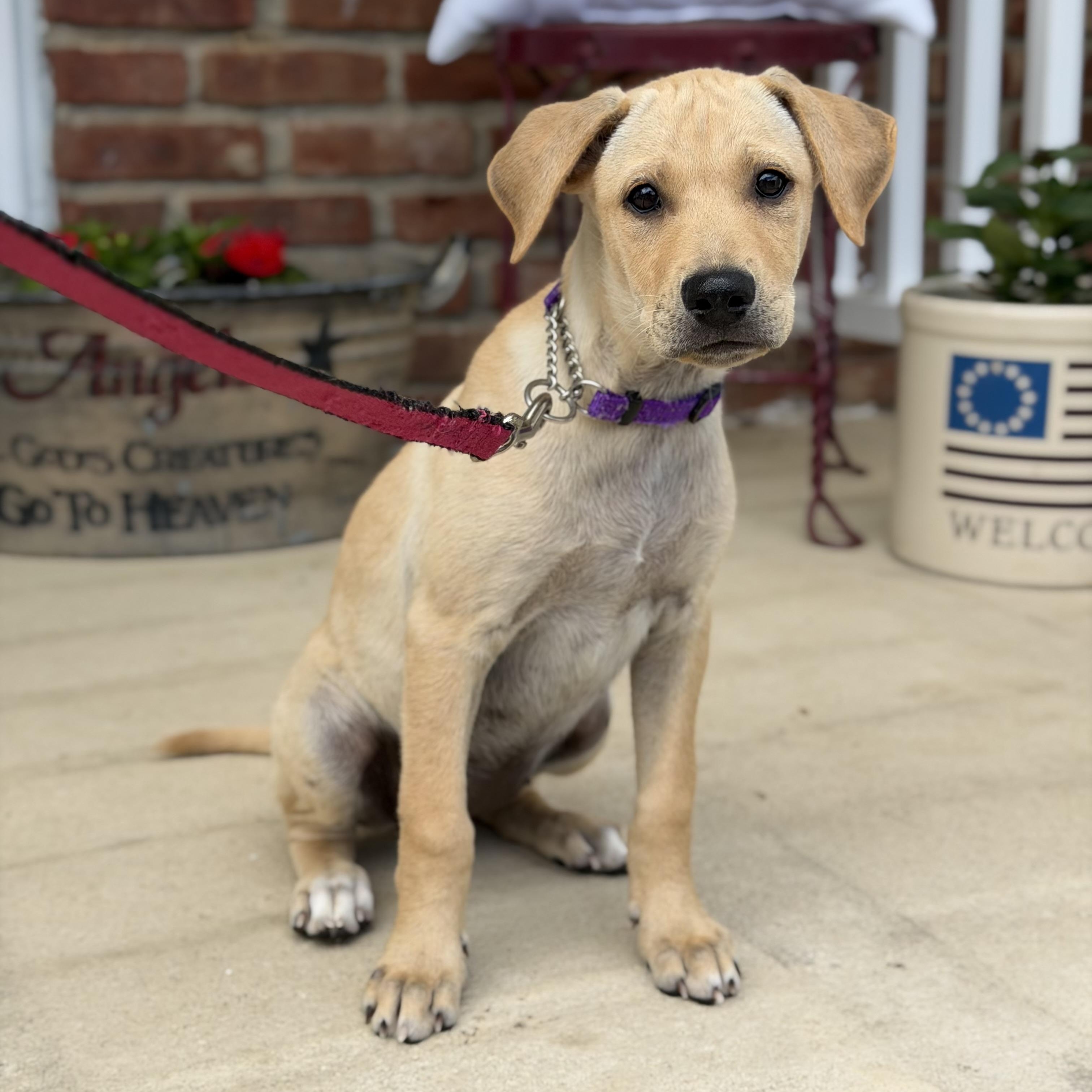 Lia, ADOPTABLE, Puppy Female Labrador Retriever.