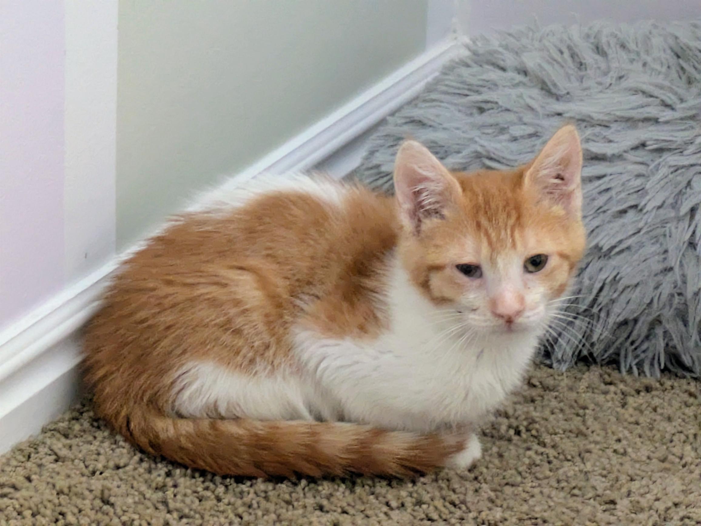 Kroger, Adoptable, Kitten Male Domestic Short Hair.