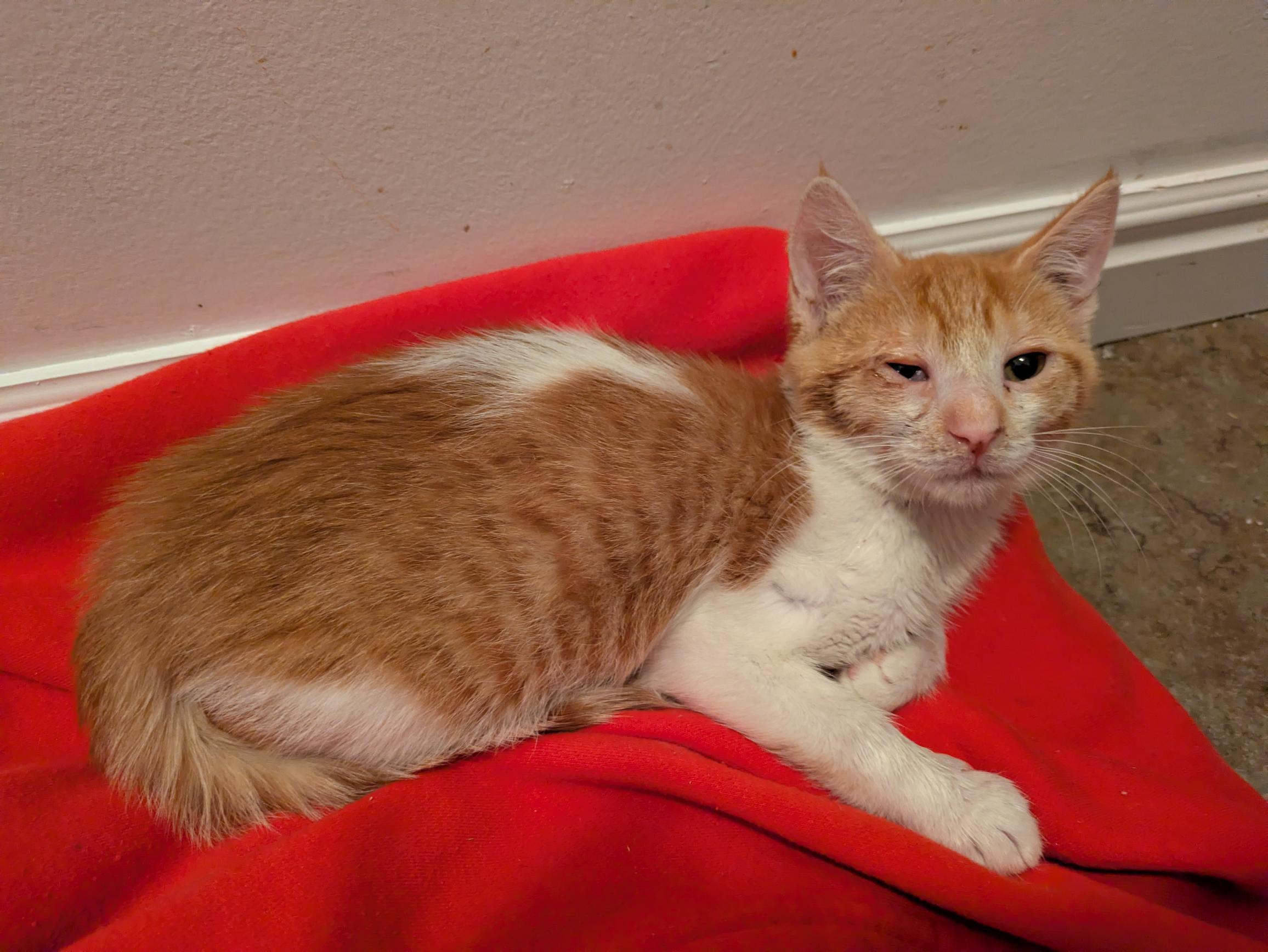 Enlarge Kroger, a Adoptable Domestic Short Hair in Fruit Heights, UT image 2/6