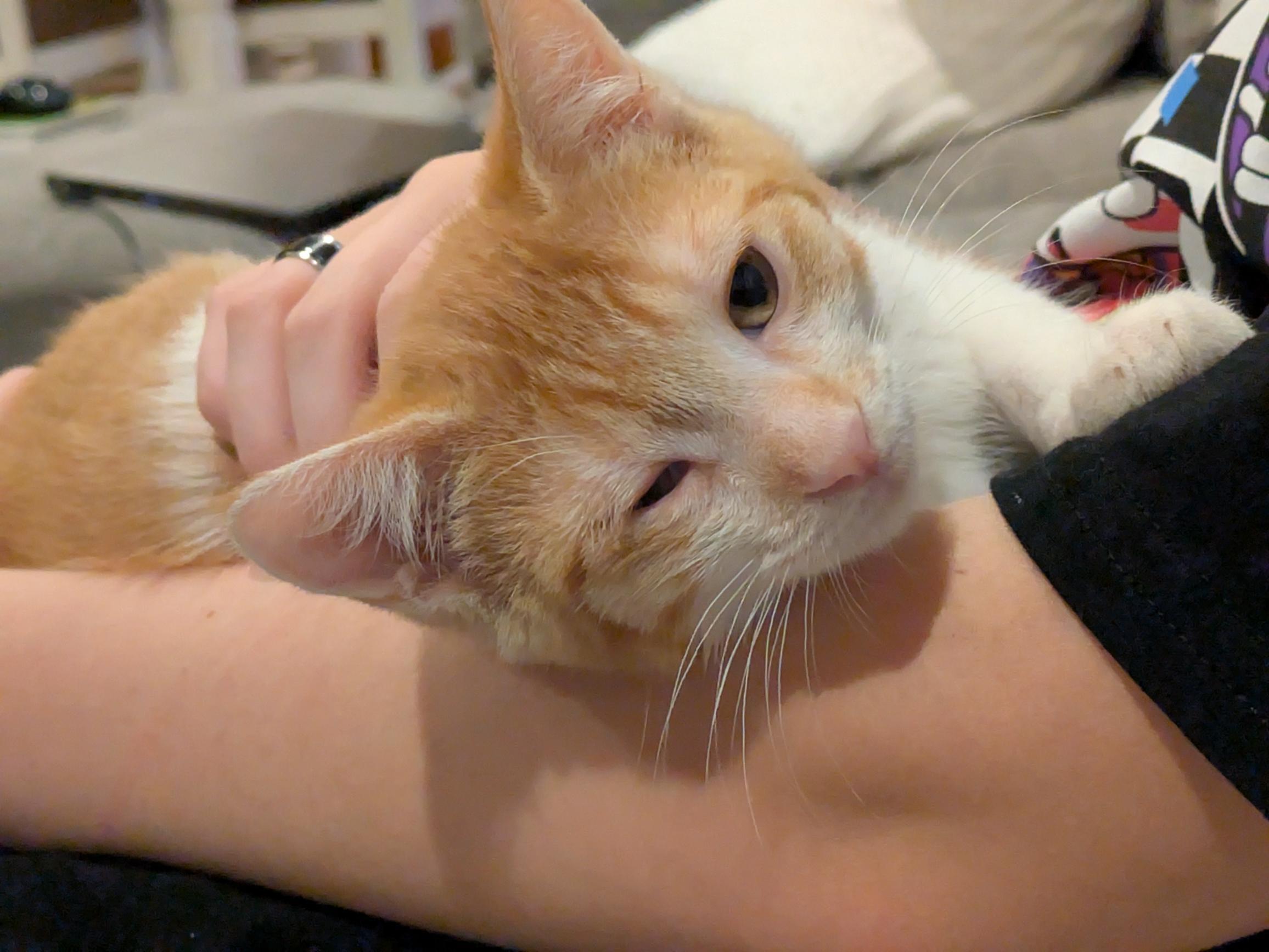 Enlarge Kroger, a Adoptable Domestic Short Hair in Fruit Heights, UT image 3/6
