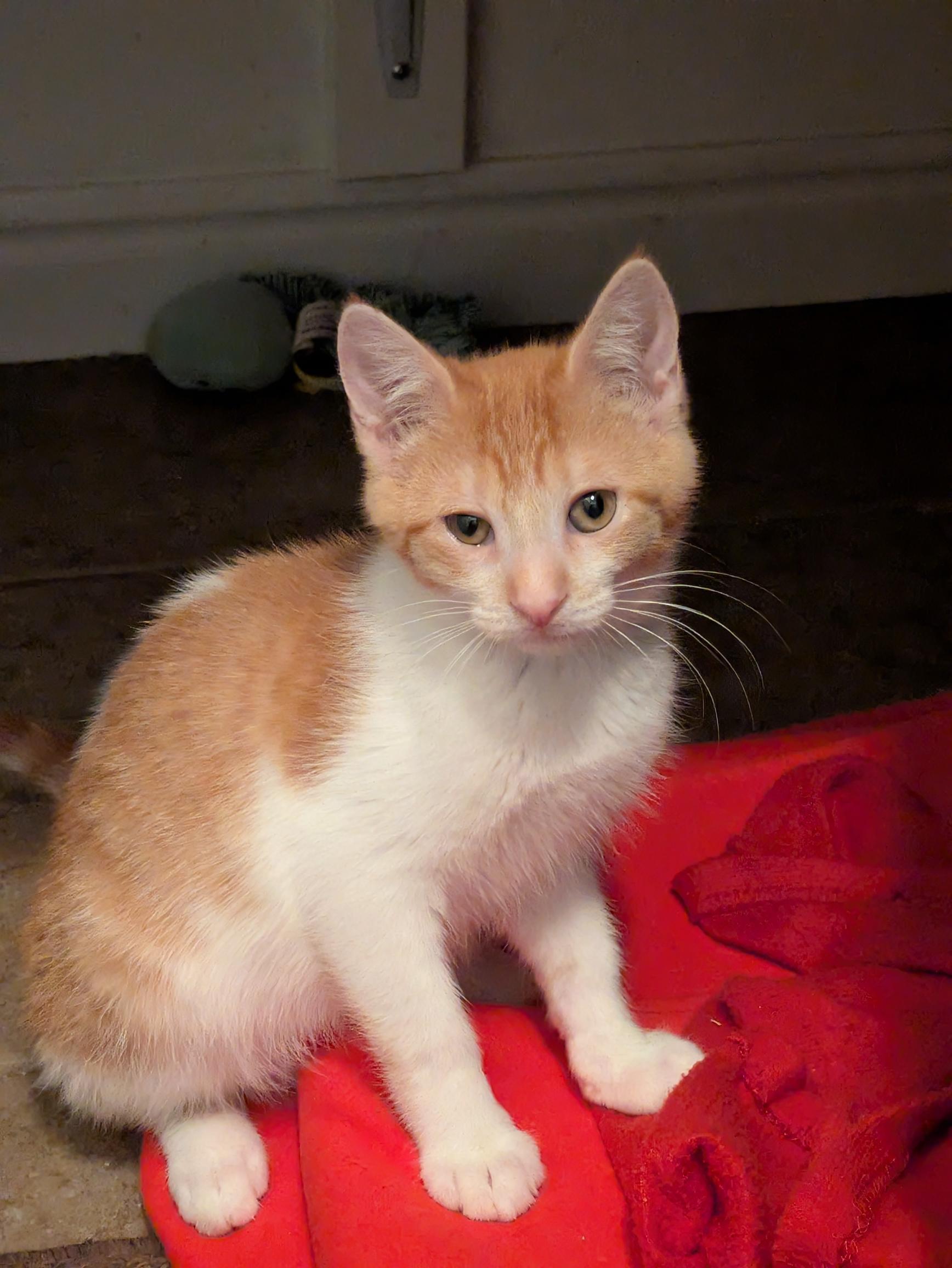 Enlarge Kroger, a Adoptable Domestic Short Hair in Fruit Heights, UT image 4/6