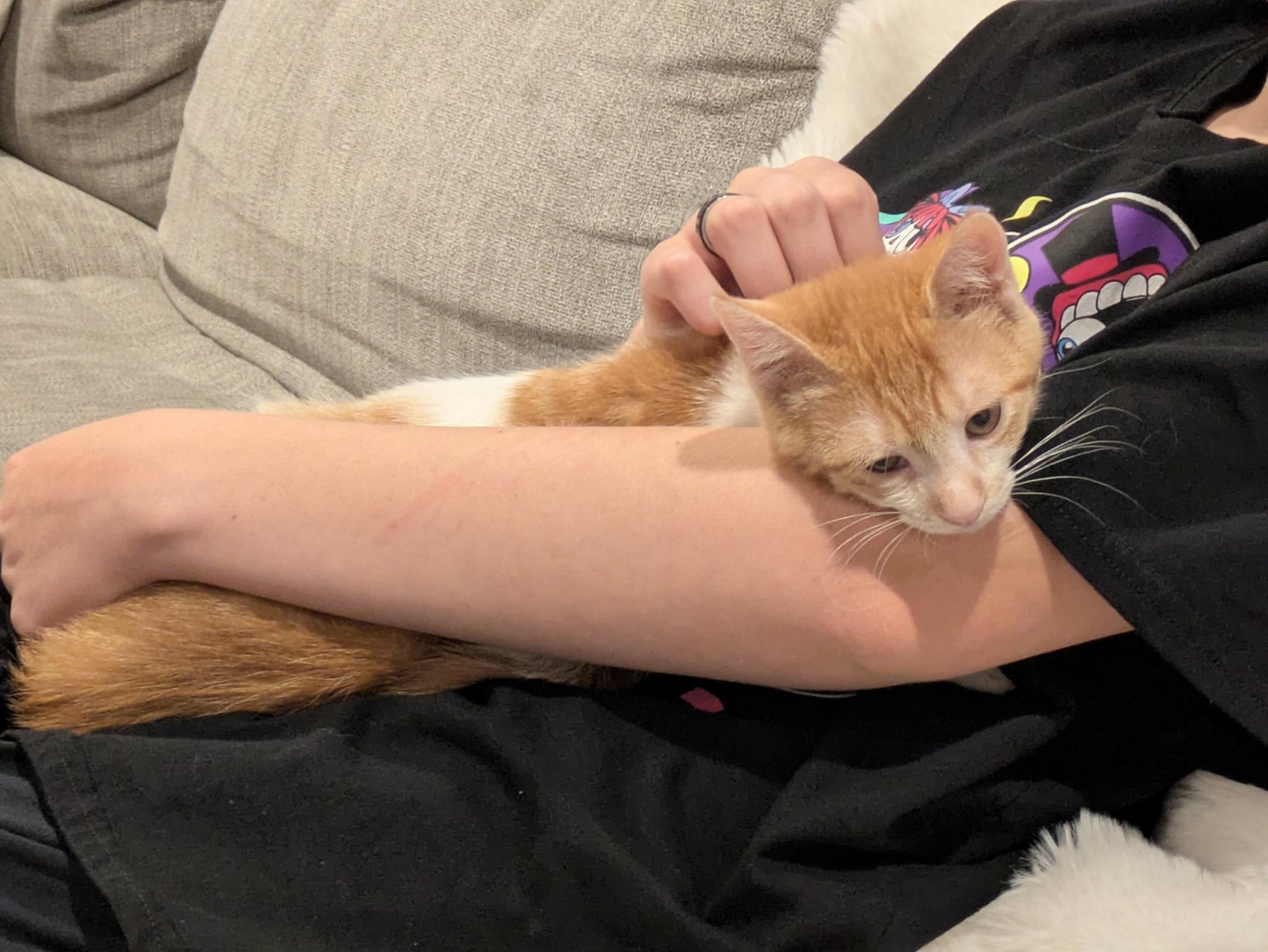 Enlarge Kroger, a Adoptable Domestic Short Hair in Fruit Heights, UT image 5/6