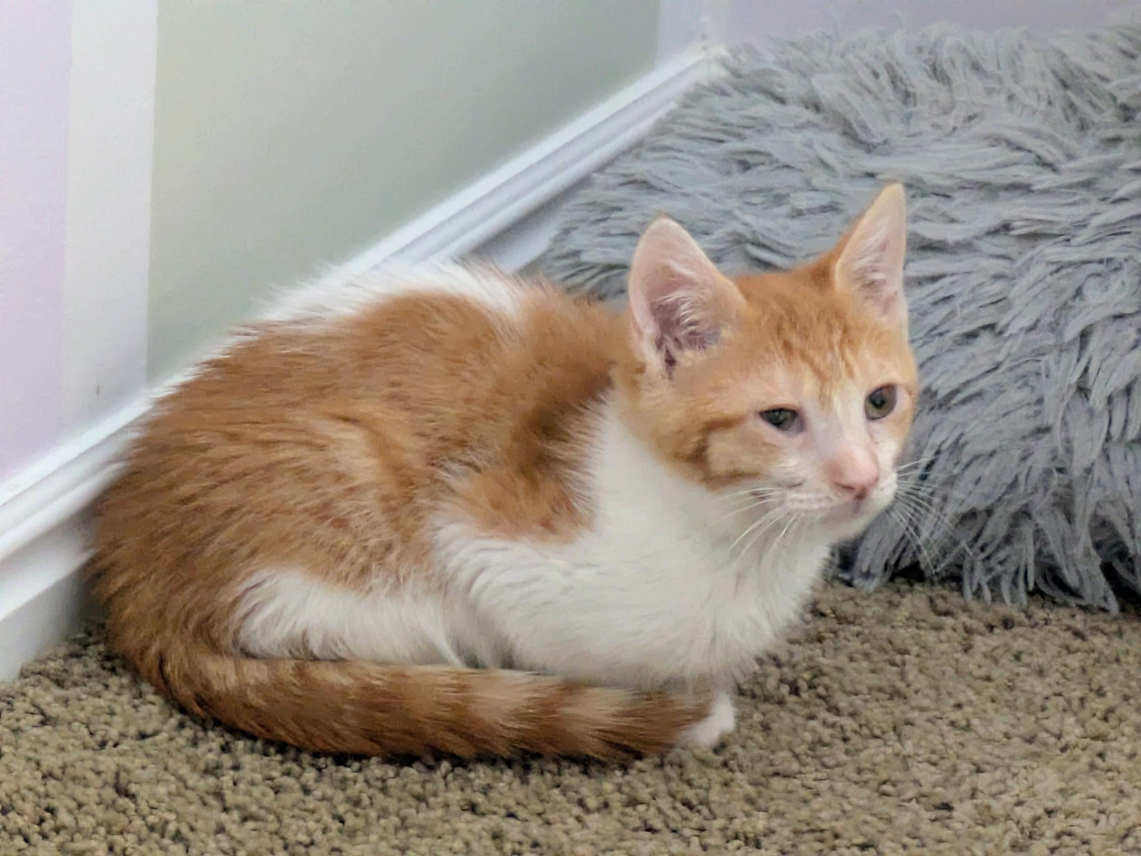 Enlarge Kroger, a Adoptable Domestic Short Hair in Fruit Heights, UT image 6/6