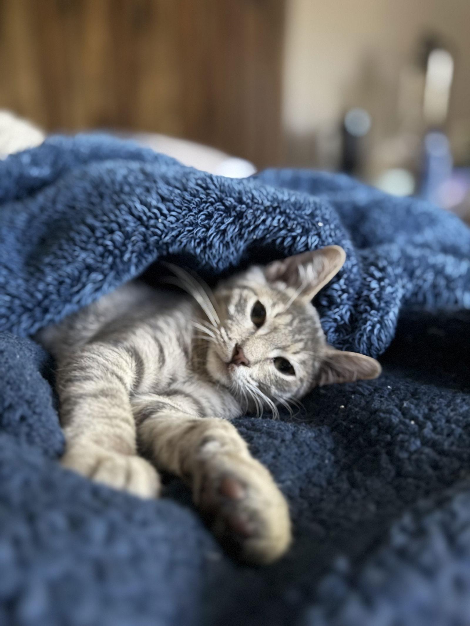 Capone, a Adoptable Domestic Short Hair image 1/3