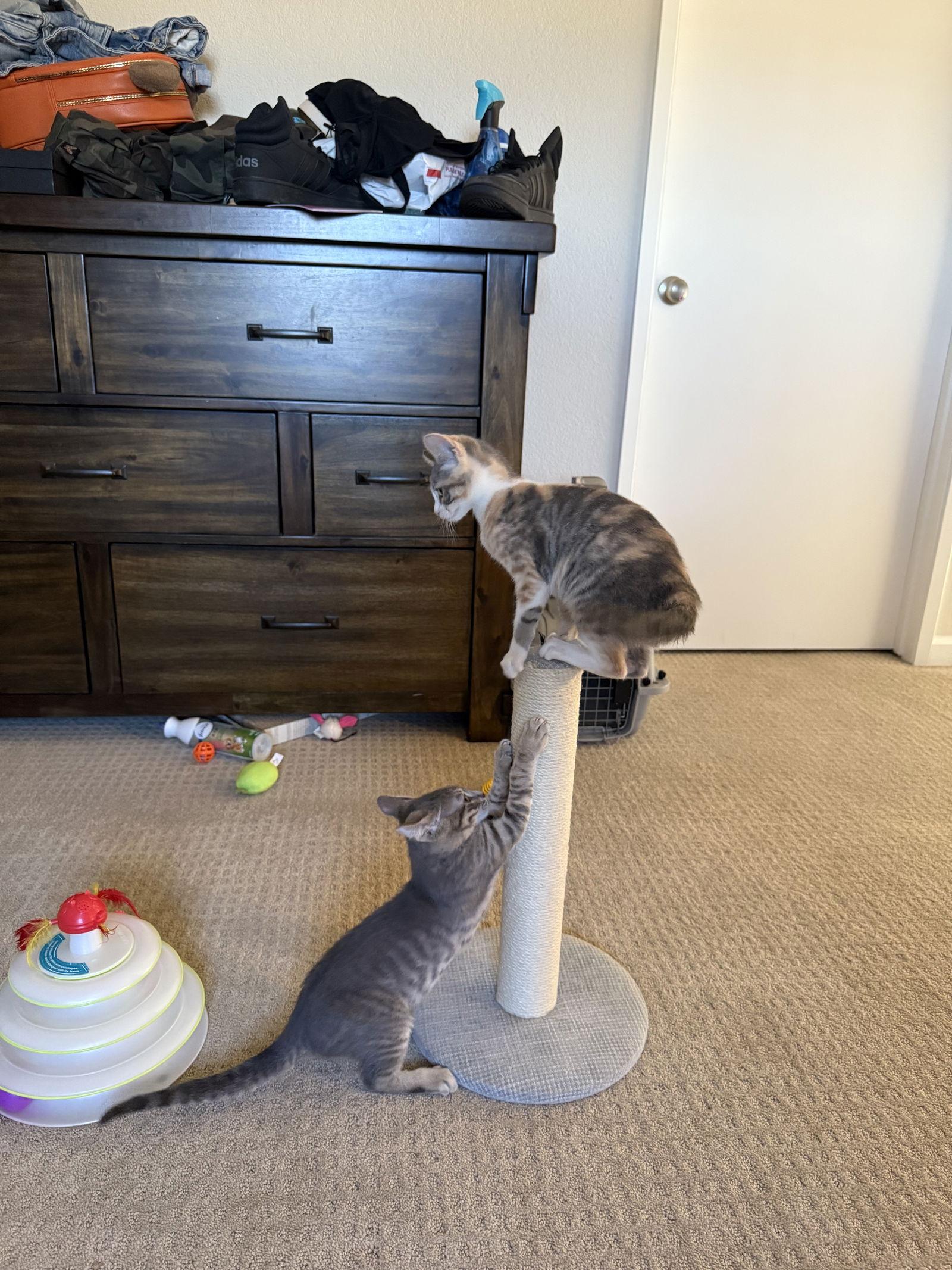 Capone, a Adoptable Domestic Short Hair image 2/3