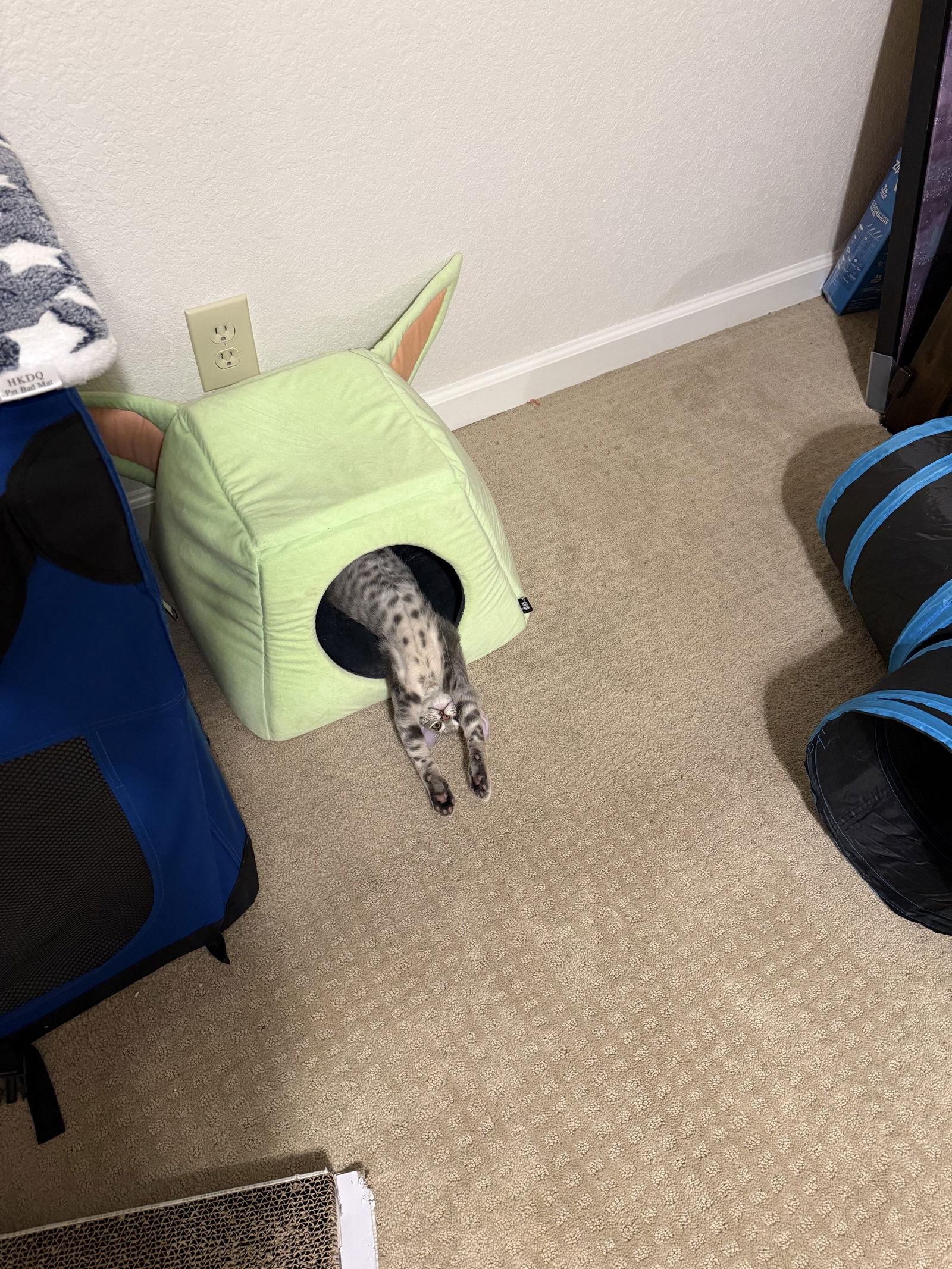 Capone, a Adoptable Domestic Short Hair image 3/3