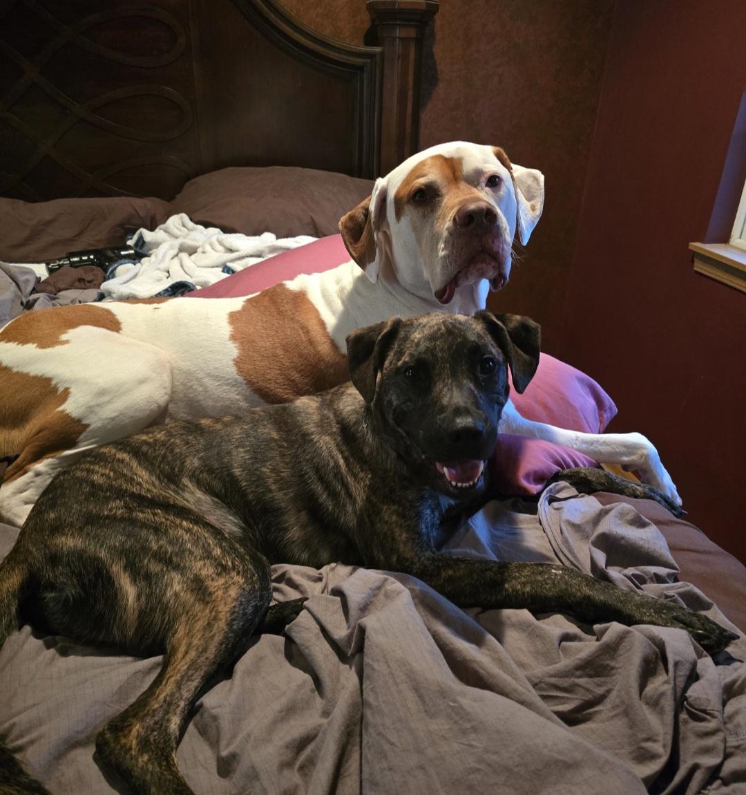 Paxton, a Adoptable mixed breed in Parma Heights, OH image 4/5