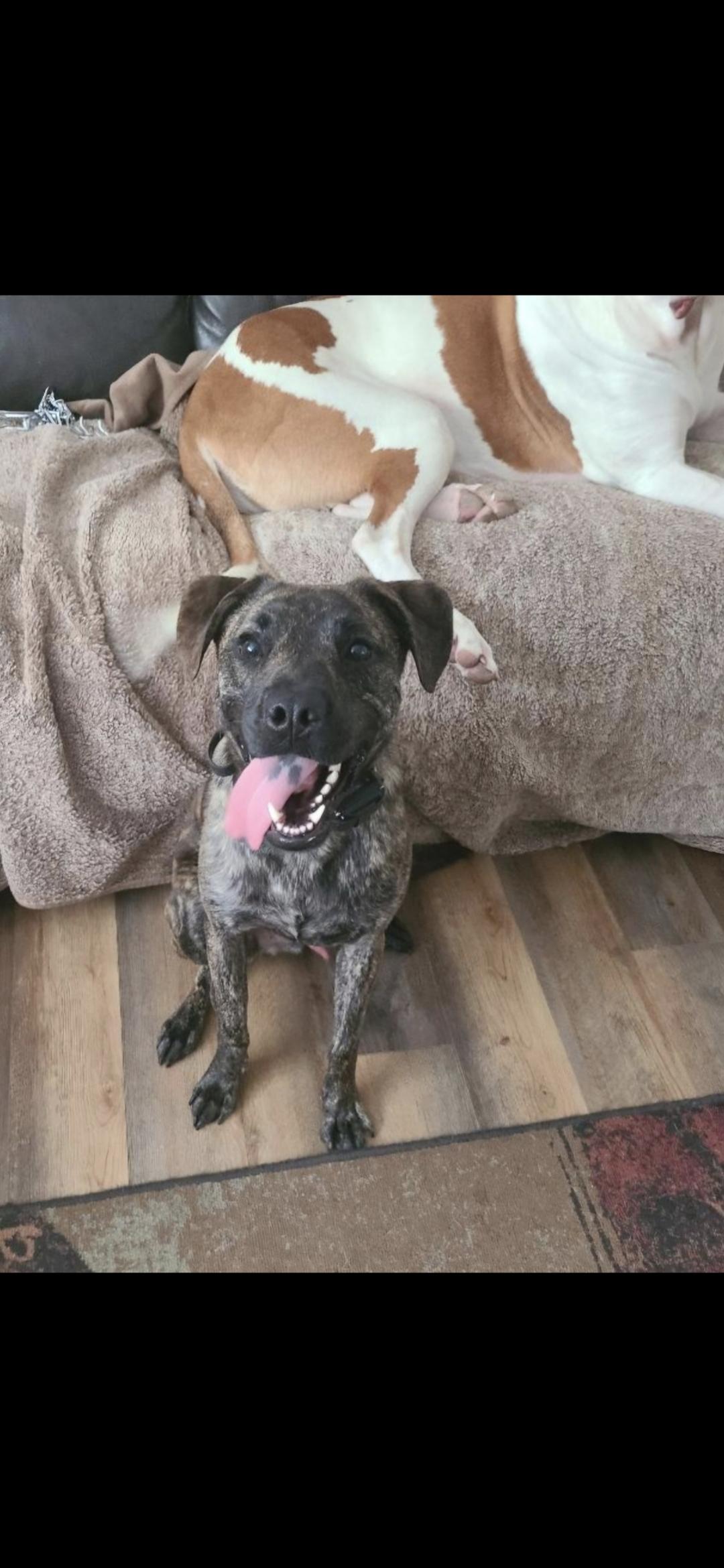 Paxton, a Adoptable mixed breed in Parma Heights, OH image 5/5