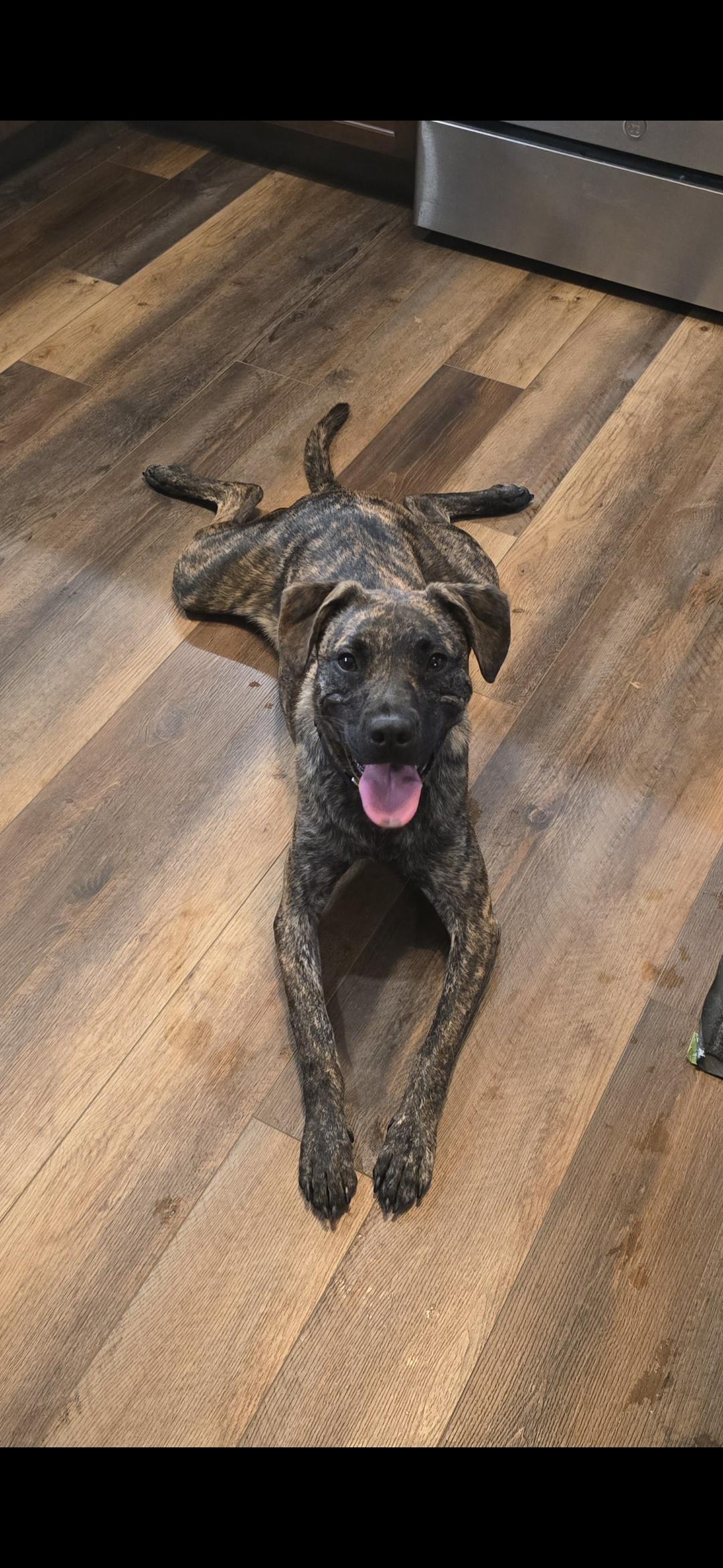 Paxton, a Adoptable mixed breed in Parma Heights, OH image 3/5