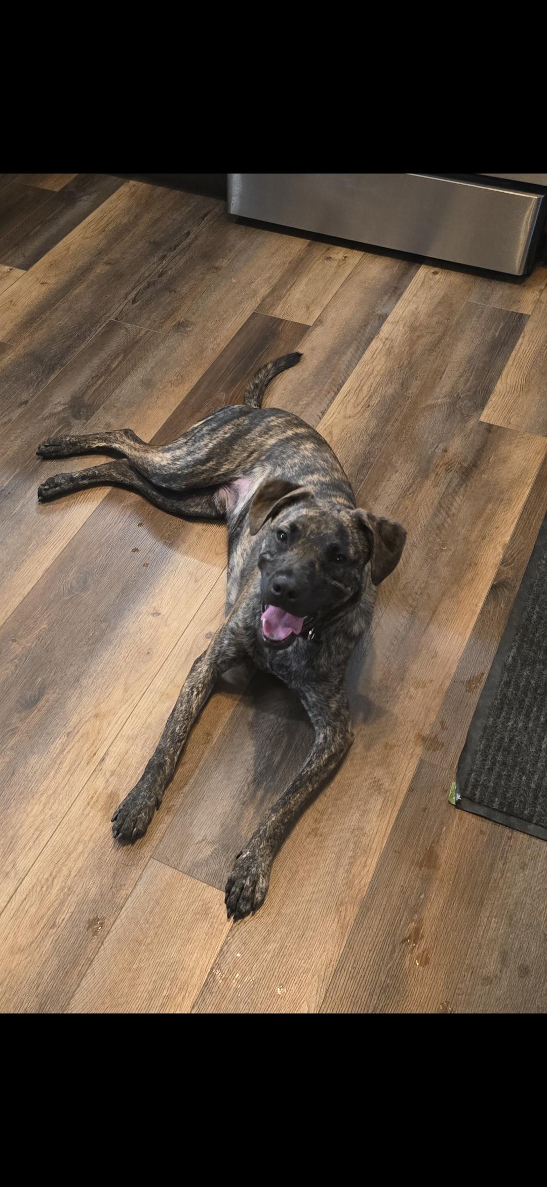 Paxton, a Adoptable mixed breed in Parma Heights, OH image 2/5