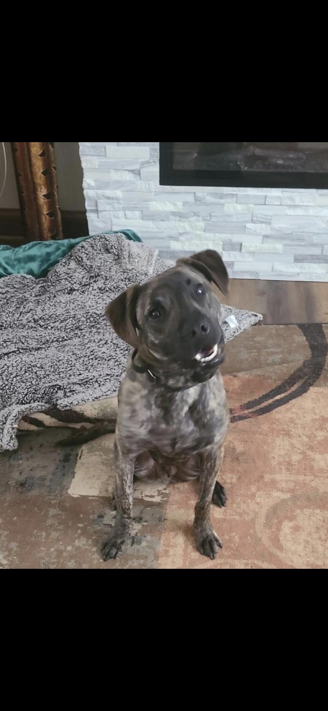 Paxton, Adoptable, Young Male Pit Bull Terrier & Shepherd.