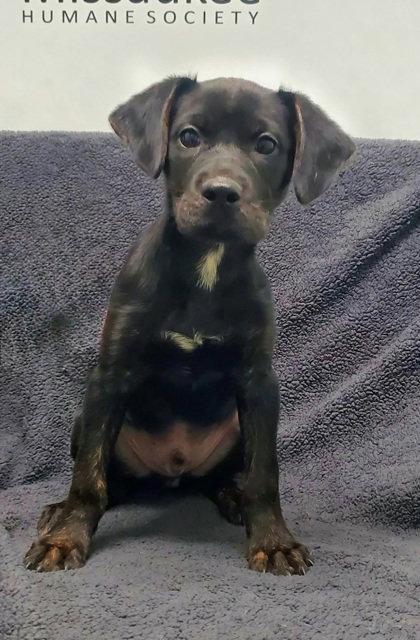 Elijah (7177), Adoptable, Puppy Male Shepherd & Labrador Retriever.