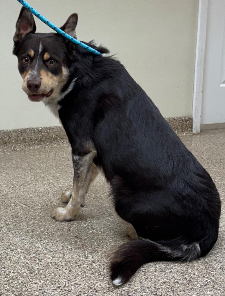 Enlarge Rusty, a Adoptable mixed breed in Great Bend, KS image 1/2
