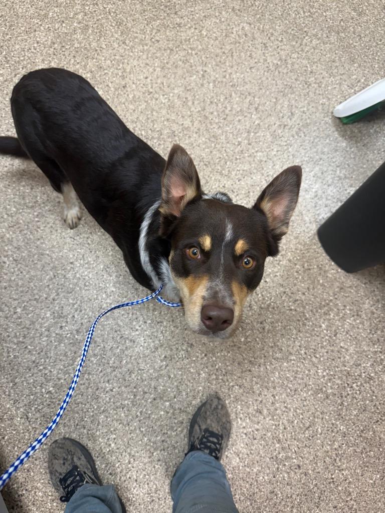 Enlarge Rusty, a Adoptable mixed breed in Great Bend, KS image 2/2