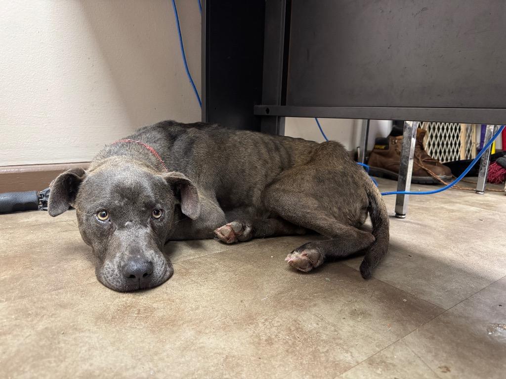 Enlarge Sweet Tea, a Adoptable mixed breed in Springfield, OH image 1/1