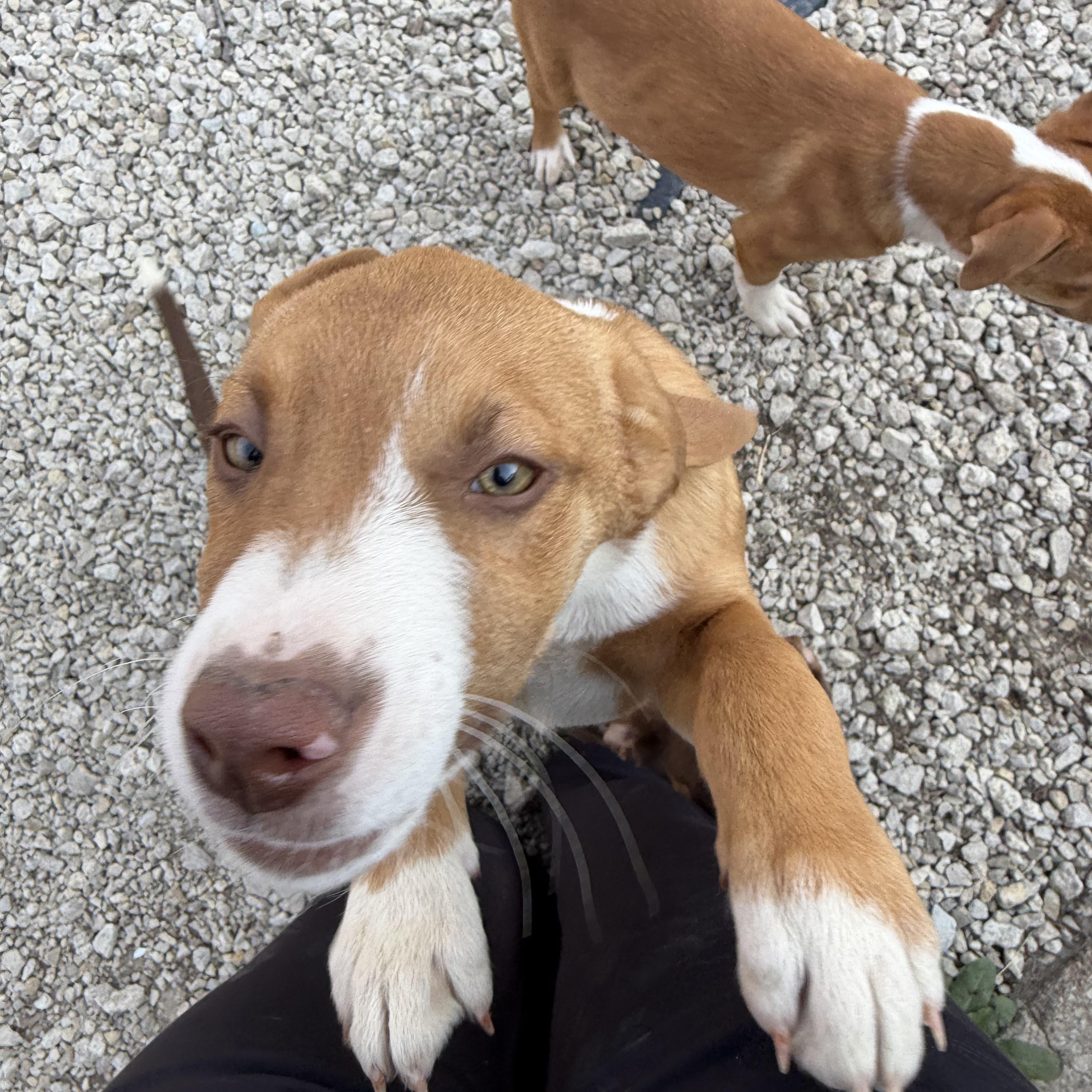 Enlarge Ben, an adoptable Mixed Breed in Manhattan, KS image 3/4