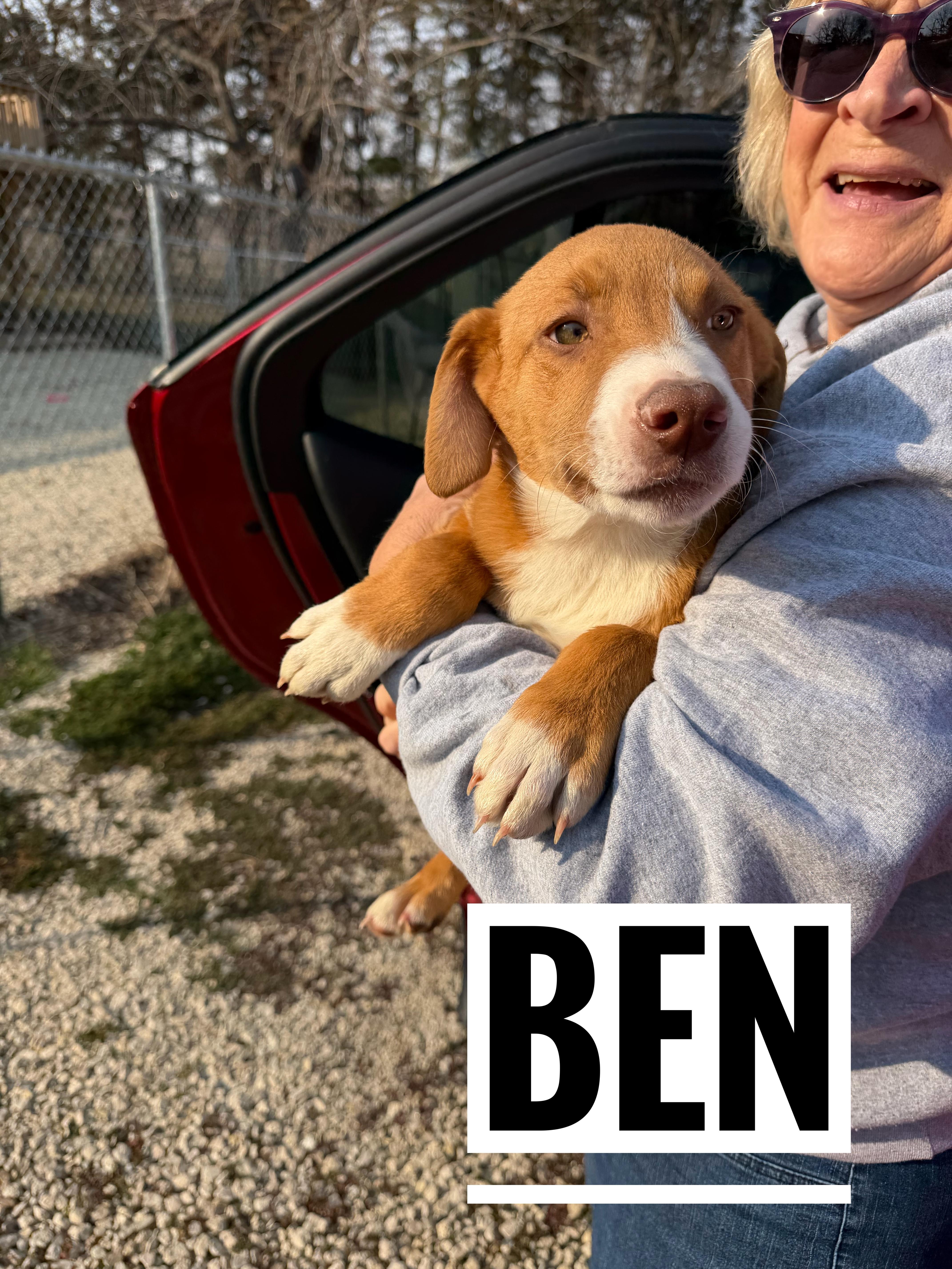 Enlarge Ben, an adoptable Mixed Breed in Manhattan, KS image 4/4