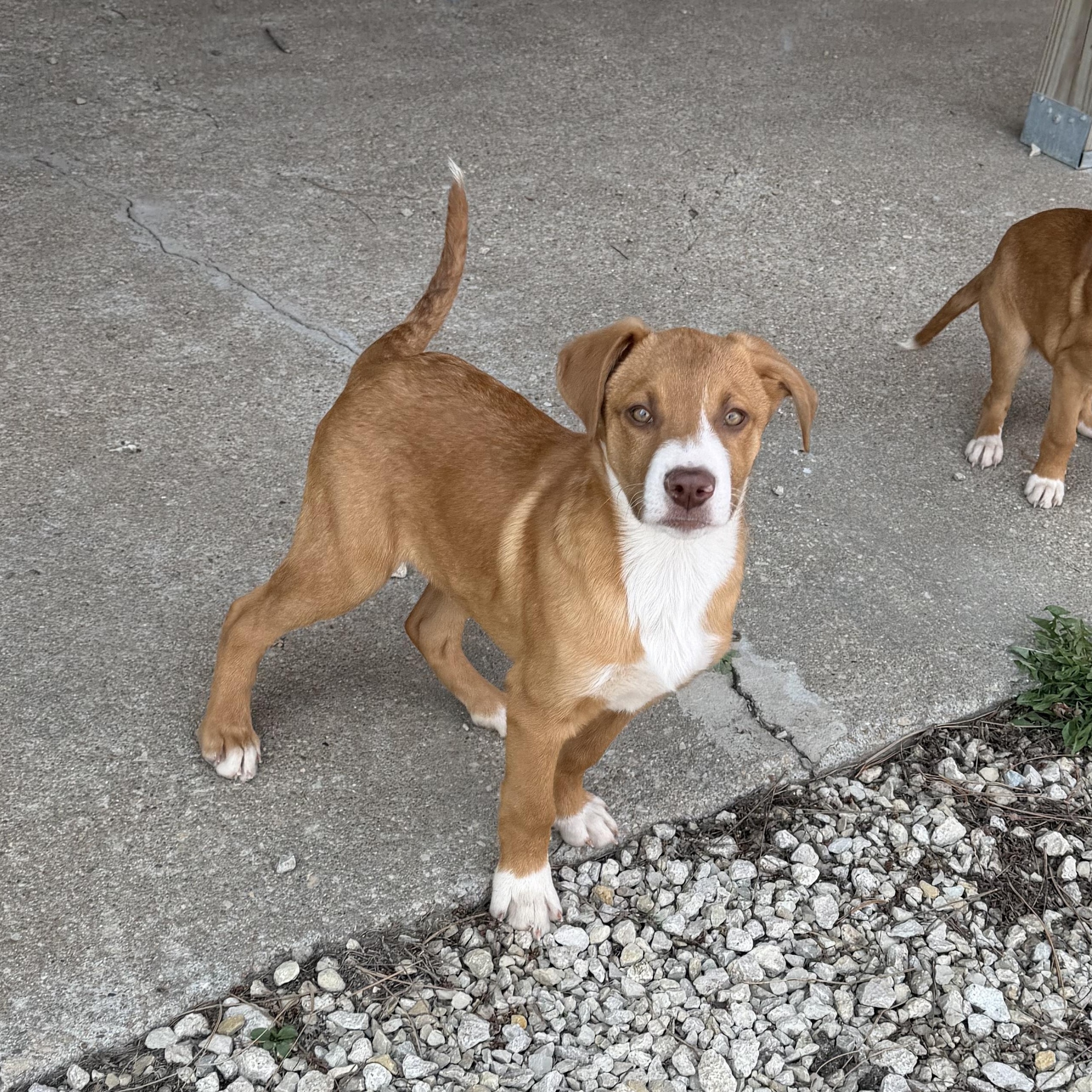 Enlarge Ben, an adoptable Mixed Breed in Manhattan, KS image 1/4