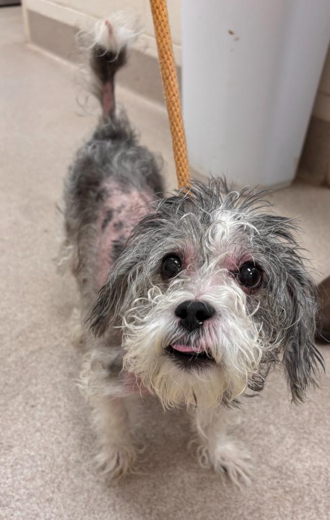 Blue, Adoptable, Senior Male Terrier & Mixed Breed.