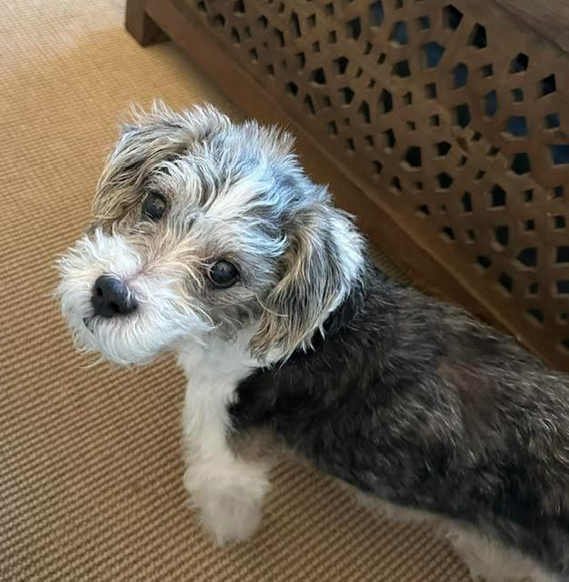 Blue, Adoptable, Senior Male Terrier & Mixed Breed.