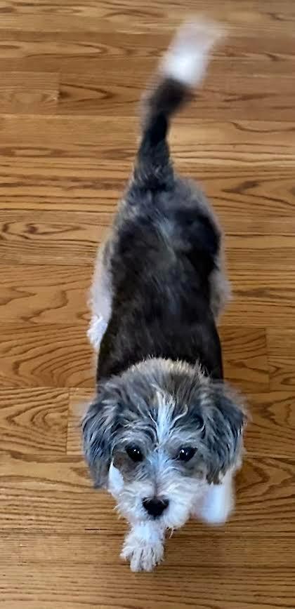 Blue, a Adoptable mixed breed in Madison, GA image 2/5