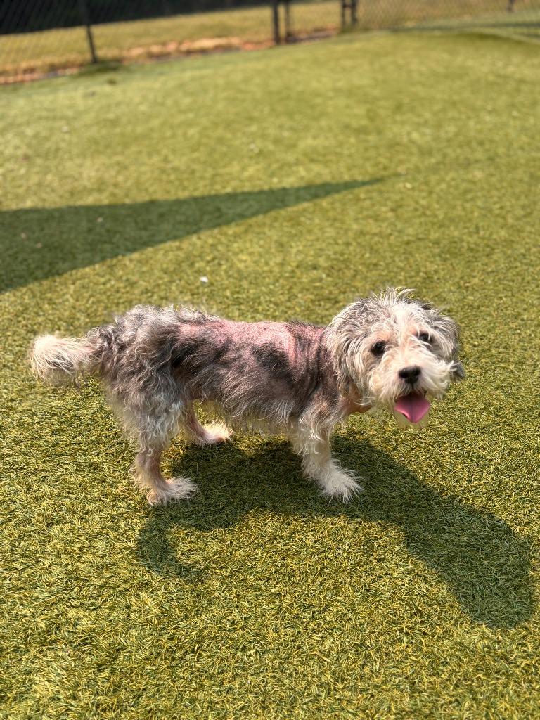 Enlarge Blue, a Adoptable mixed breed in Madison, GA image 2/3