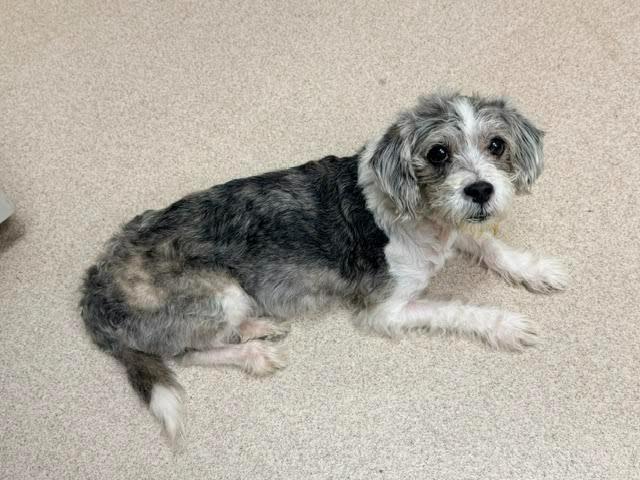 Enlarge Blue, a Adoptable mixed breed in Madison, GA image 3/3