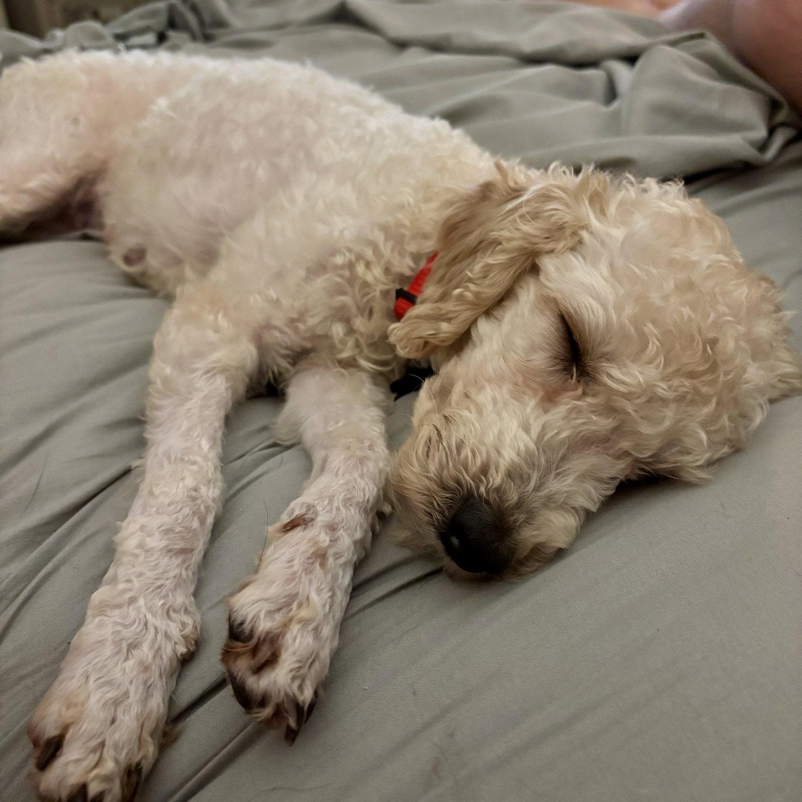 Sasha, Adopted, Adult Female Poodle.