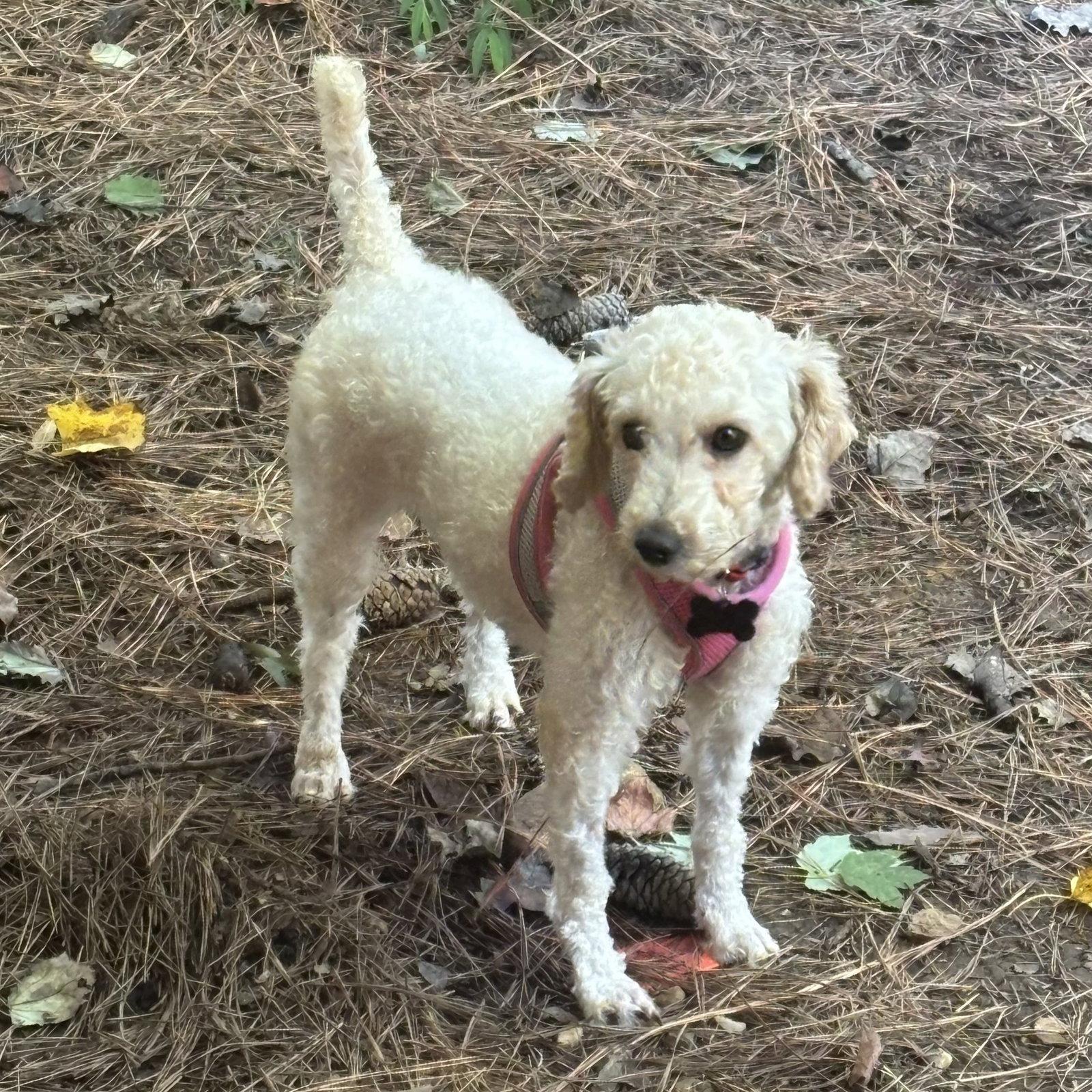 Enlarge Sasha, a Adopted Poodle in Hillsborough , NC image 2/3
