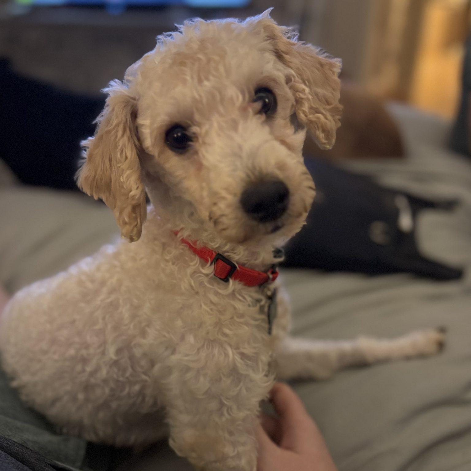 Enlarge Sasha, a Adopted Poodle in Hillsborough , NC image 3/3