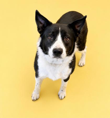 Berry(HW+)~SPONSORED!, a Adoptable mixed breed in Bowling Green, KY image 1/2