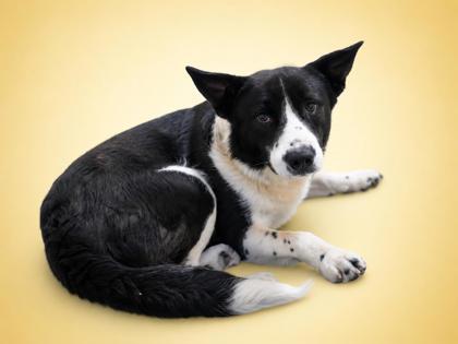 Berry(HW+)~SPONSORED!, a Adoptable mixed breed in Bowling Green, KY image 2/2