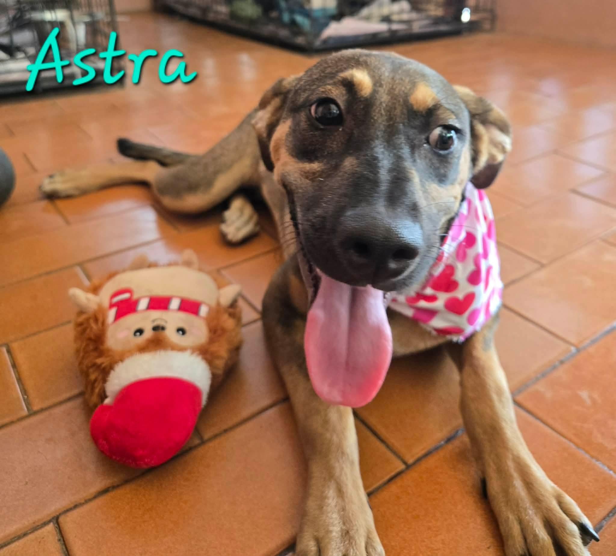 Enlarge Astra, a Adoptable mixed breed in Huntington, NY image 2/3
