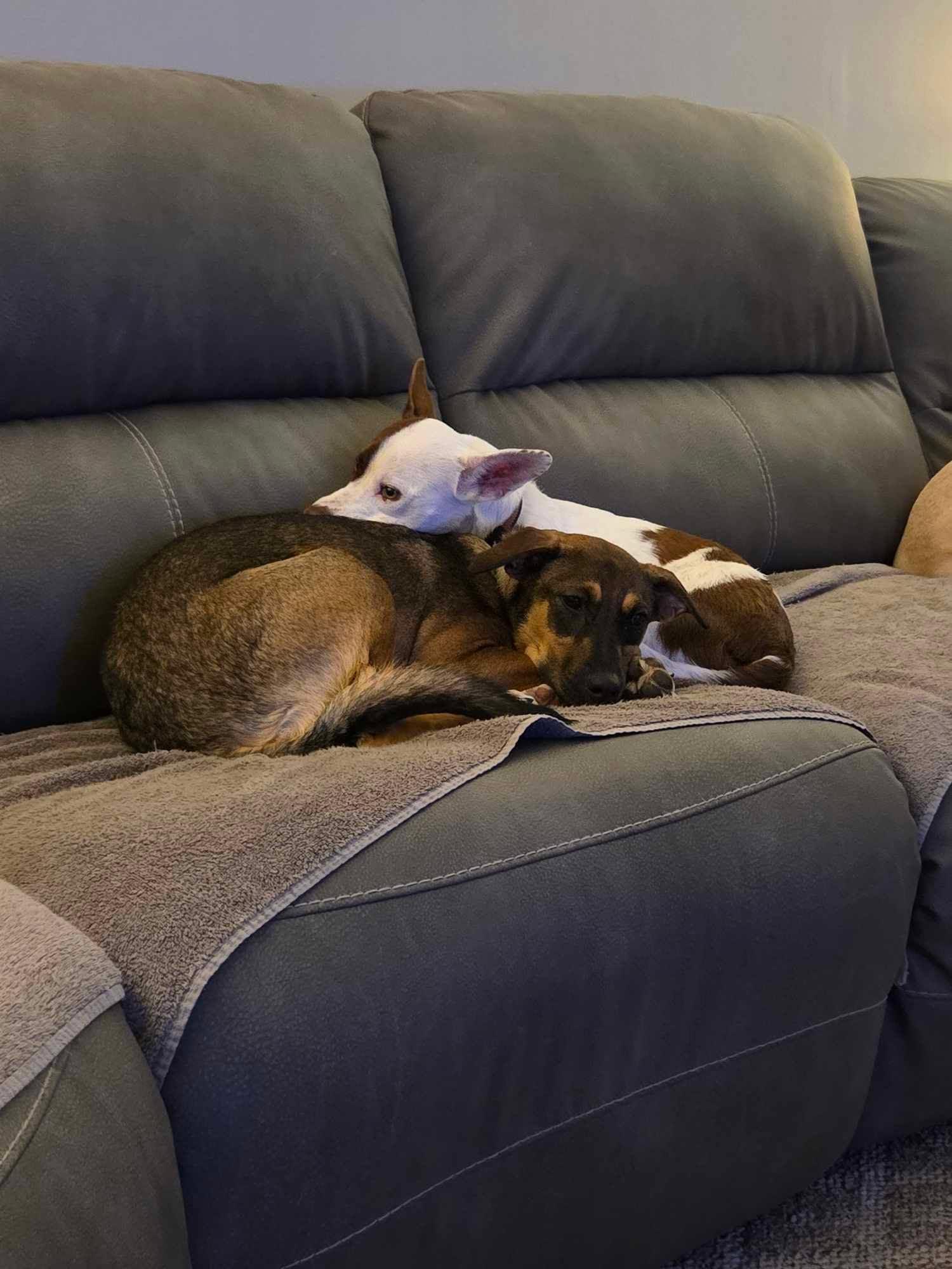 Enlarge Astra, a Adoptable mixed breed in Huntington, NY image 3/3