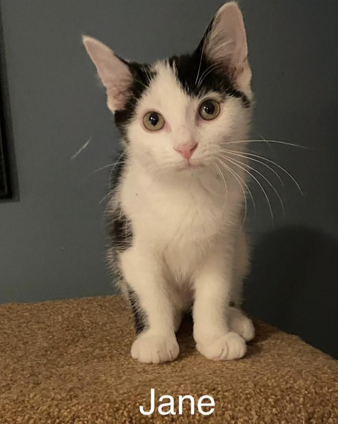 Jane, Adoptable, Kitten Female Domestic Short Hair.