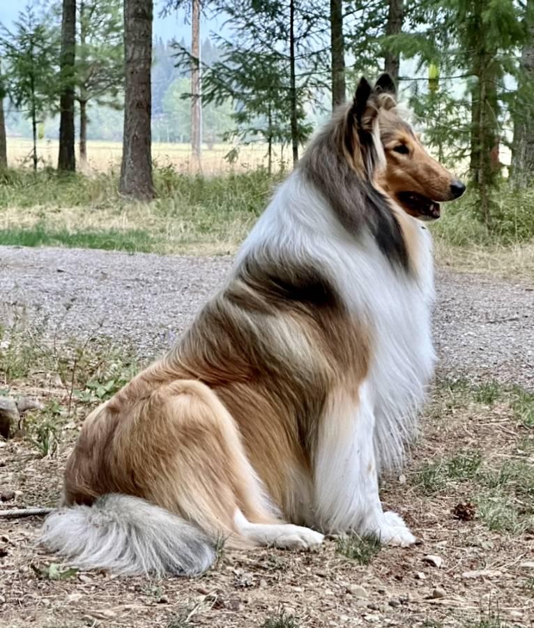 Oliver, a Adopted Rough Collie in Pasco, WA image 2/3