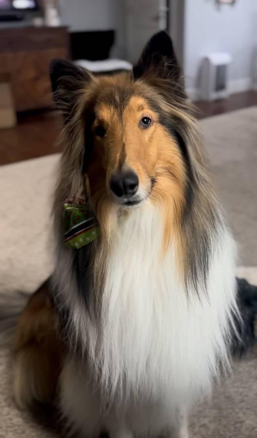 Oliver, a Adopted Rough Collie in Pasco, WA image 3/3