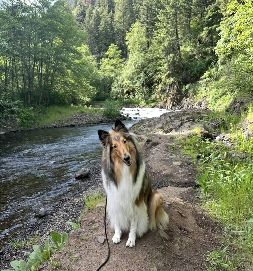 Oliver, a Adopted Rough Collie in Pasco, WA image 1/3