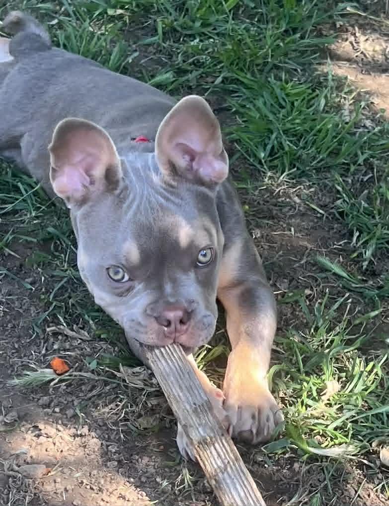 Angus, ADOPTABLE, Puppy Male French Bulldog.