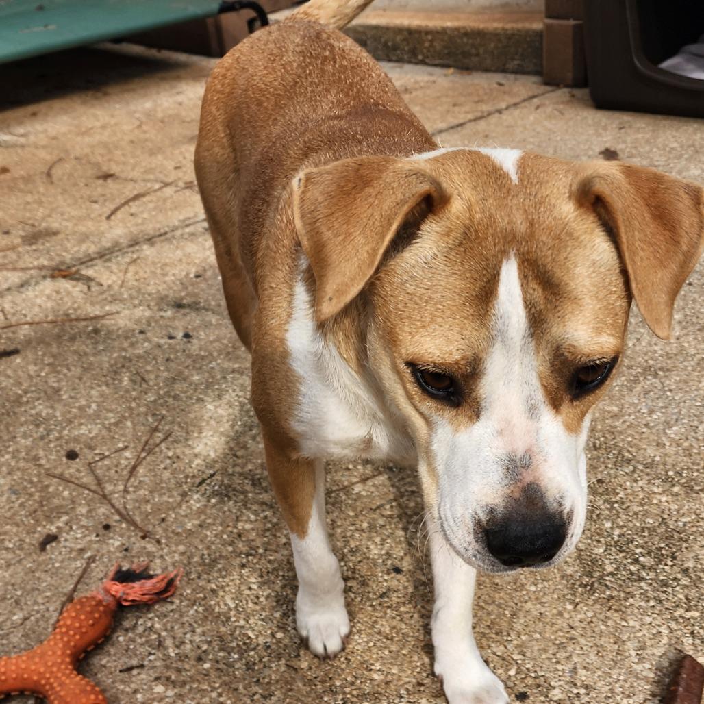 Enlarge Lucy, a Adoptable mixed breed in QUINCY, FL image 1/2