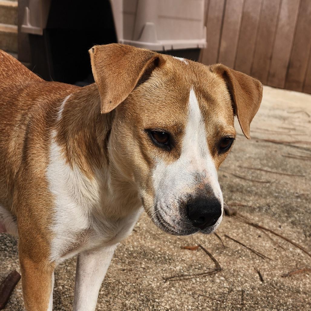 Enlarge Lucy, a Adoptable mixed breed in QUINCY, FL image 2/2