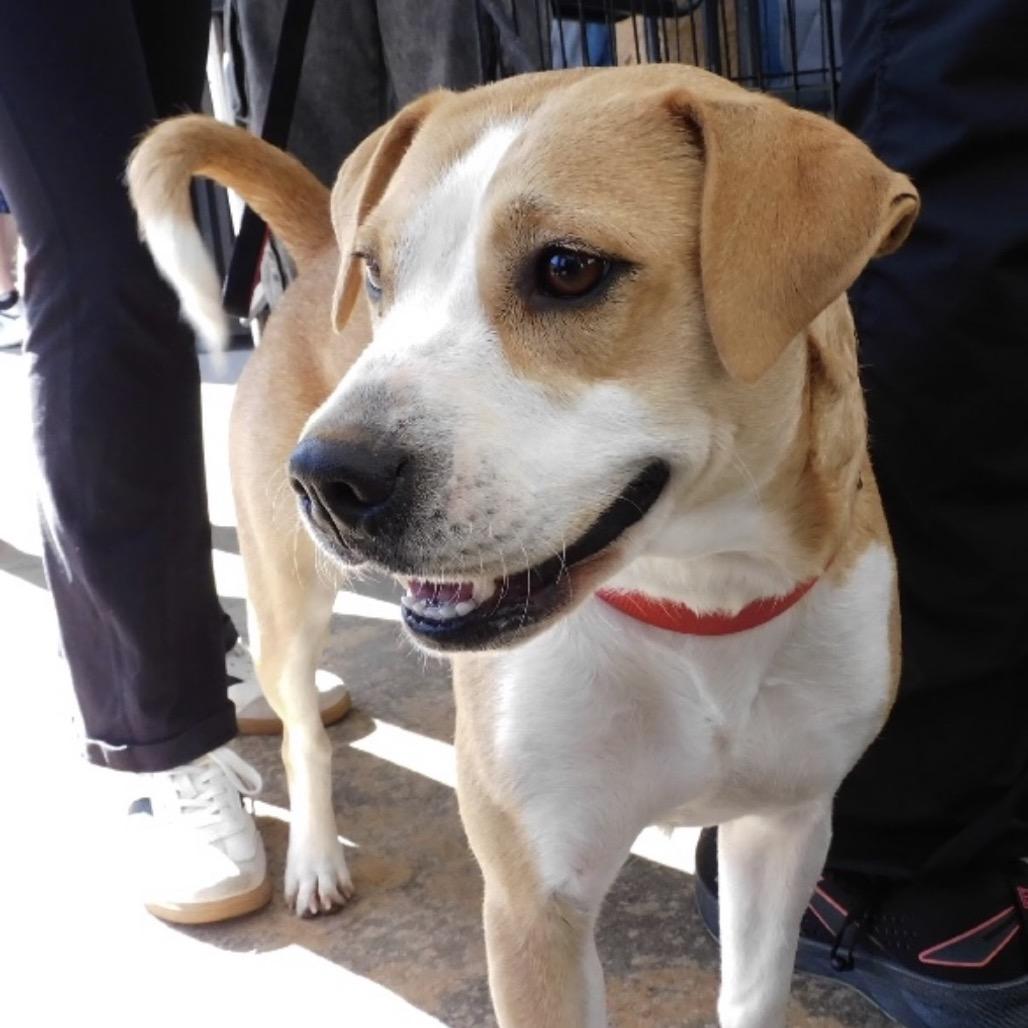 Enlarge Lucy, a Adoptable mixed breed in QUINCY, FL image 3/5