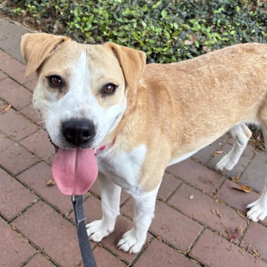 Enlarge Lucy, a Adoptable mixed breed in QUINCY, FL image 3/3