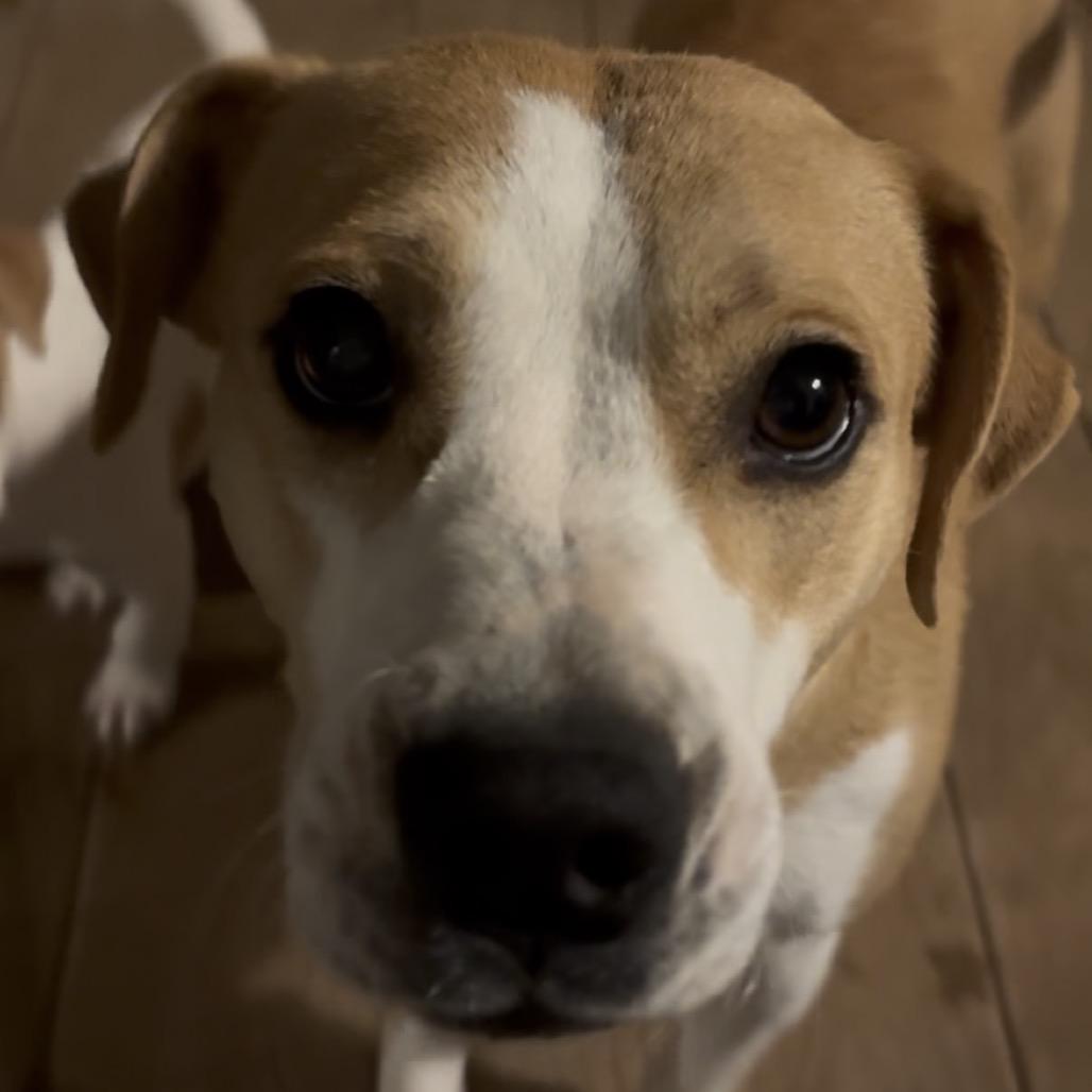 Enlarge Lucy, a Adoptable mixed breed in QUINCY, FL image 5/5