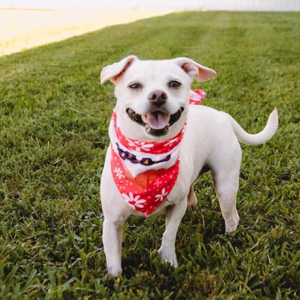 Rosie D12338, Adoptable, Adult Female Chihuahua & Dachshund.