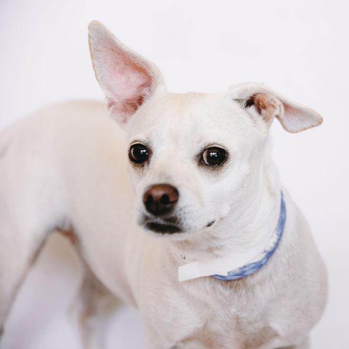 Enlarge Rosie D12338, a Adoptable mixed breed in St. Cloud, MN image 2/6